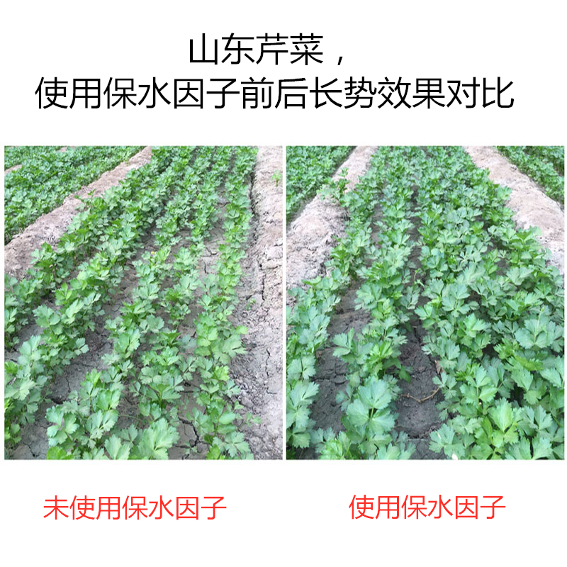 山東芹菜，使用保水因子前后長勢效果對比